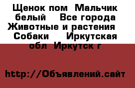 Щенок пом. Мальчик белый  - Все города Животные и растения » Собаки   . Иркутская обл.,Иркутск г.